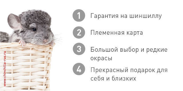 купить шиншиллу