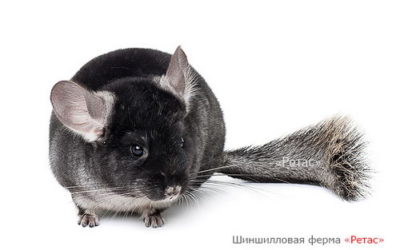 Шиншилла окраса Черный бархат