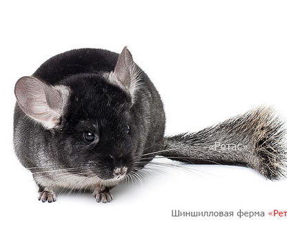 Шиншилла окраса Черный бархат