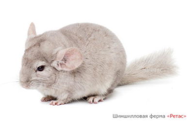 Шиншилла Гетеробежевая