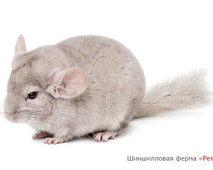 Шиншилла Гетеробежевая