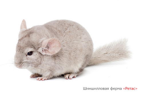 Шиншилла Гетеробежевая