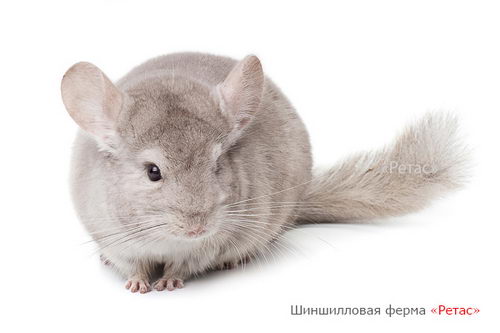 Шиншилла окрас Гетеробежевый