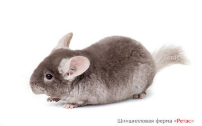 Шиншилла окраса Пастель