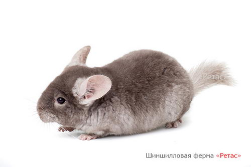 Шиншилла окраса Пастель