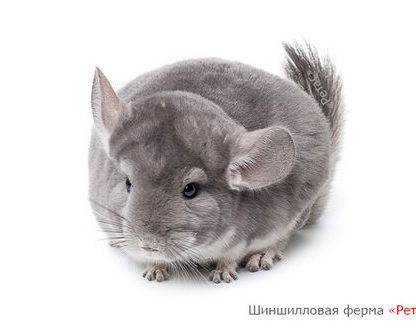 Шиншиллы окраса «Фиолет» / «Голубой бриллиант»