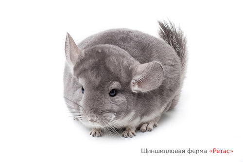 Шиншиллы окраса «Фиолет» / «Голубой бриллиант»