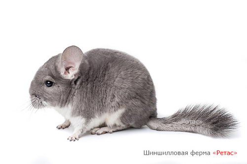Шиншиллы окраса «Фиолет»