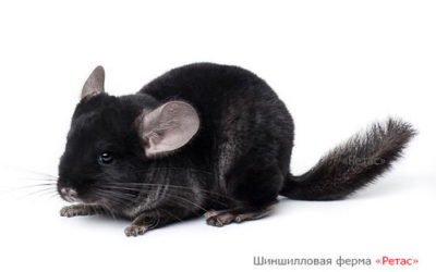 Шиншилла окраса Эбони