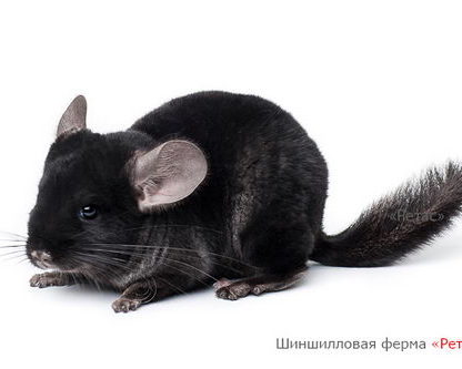 Шиншилла окраса Эбони