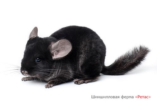 Шиншилла окраса Эбони