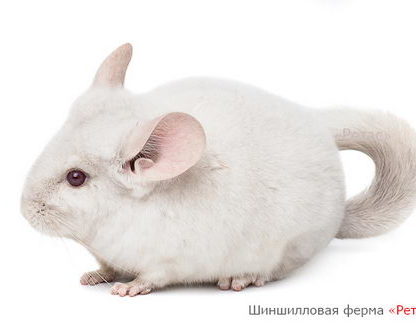 Шиншилла Бело-розовая