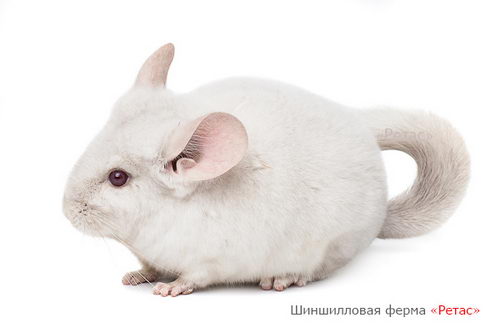 Шиншилла Бело-розовая