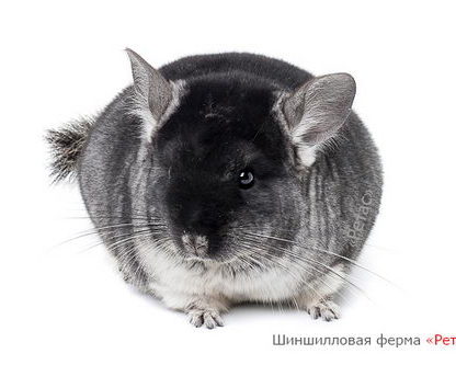 Шиншиллы окраса Датский стандарт