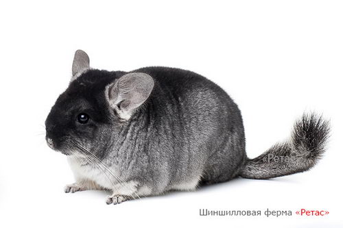 Датский стандарт