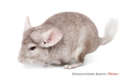 Шиншилла окраса Гомобежевый