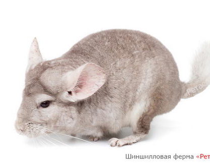 Шиншилла окраса Гомобежевый