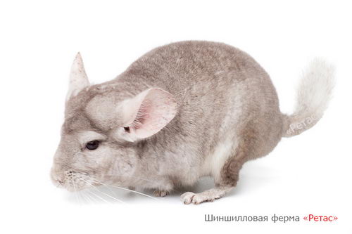 Шиншилла окраса Гомобежевый