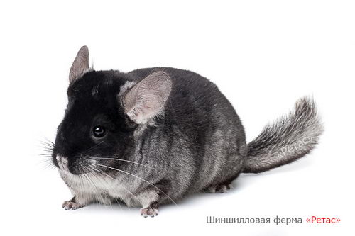 Окрас датский стандарт