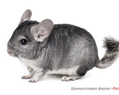 Шиншилла окраса Серый стандарт