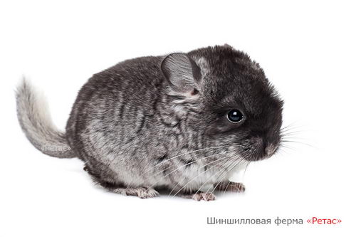 Молодняк Датский стандарт