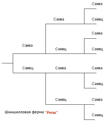 размножение шиншилл