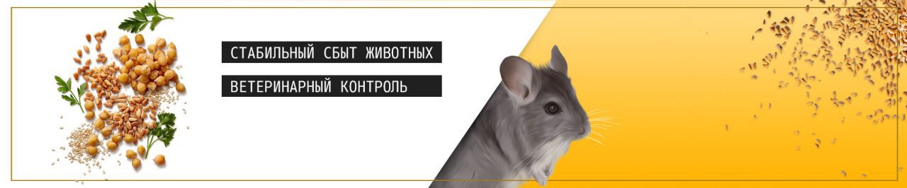 разведение шиншилл